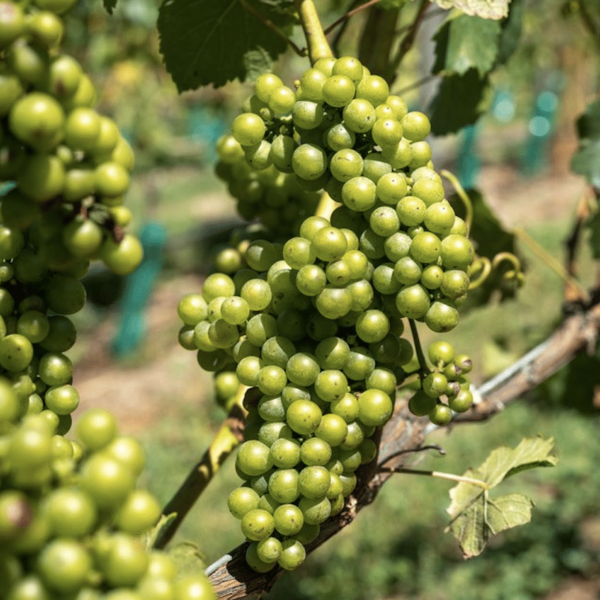 Coxs' Vineyard Grapes