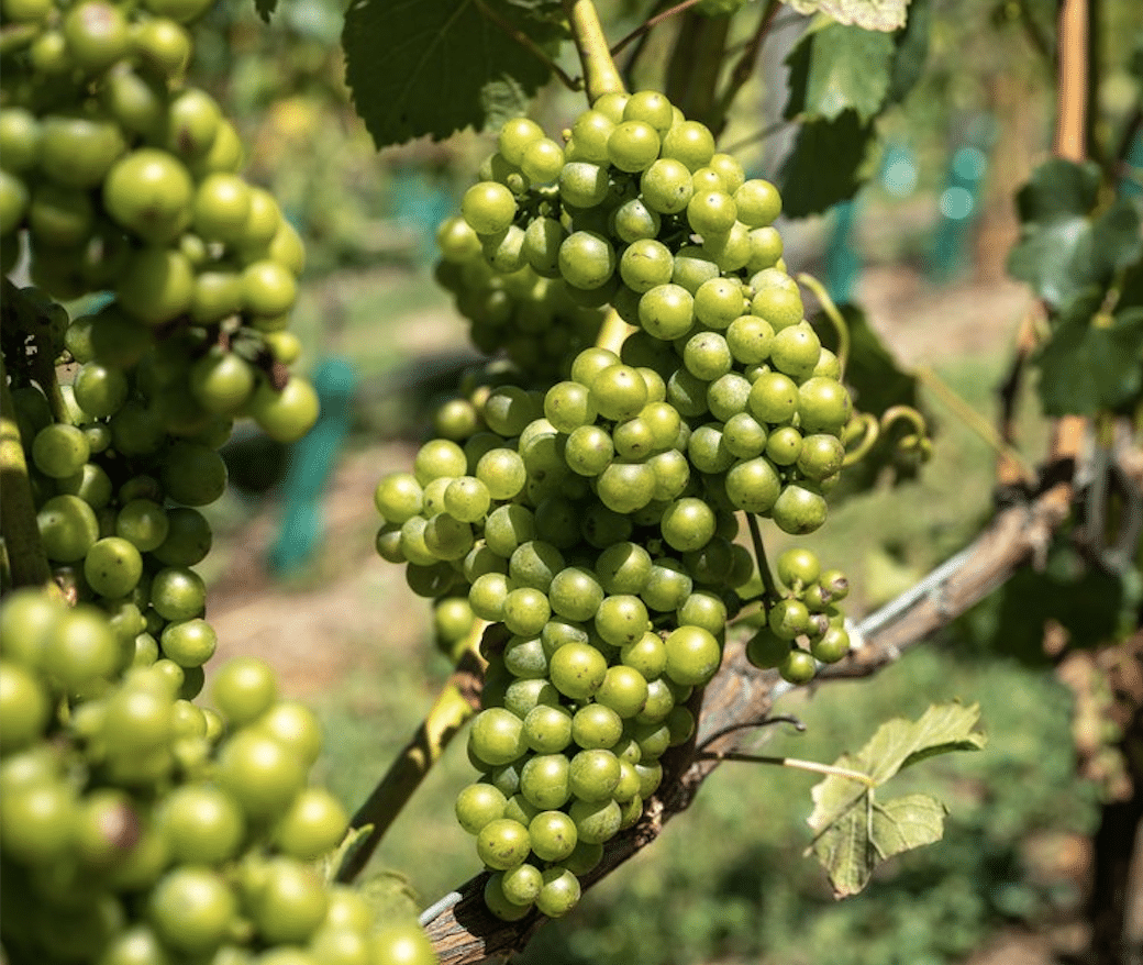 Coxs' Vineyard Grapes